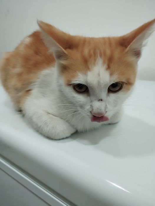 Отдам котёнка в добрые руки