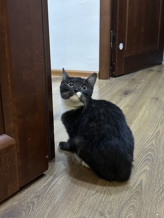 Кошку в добрые руки