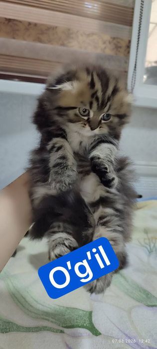 Мушукла сотилади