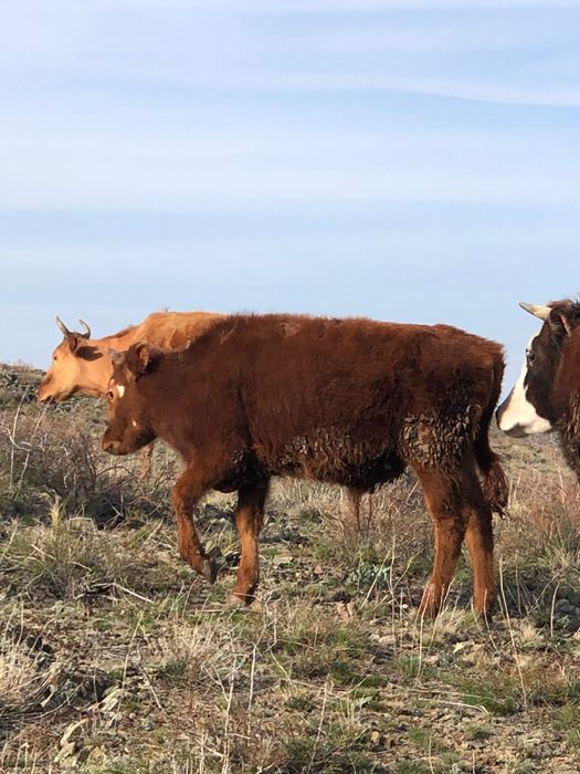 Бука тайынша бык сиыр корова молодняк