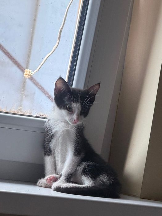 Котёнок девочка Варя красавчик!2 месяца!