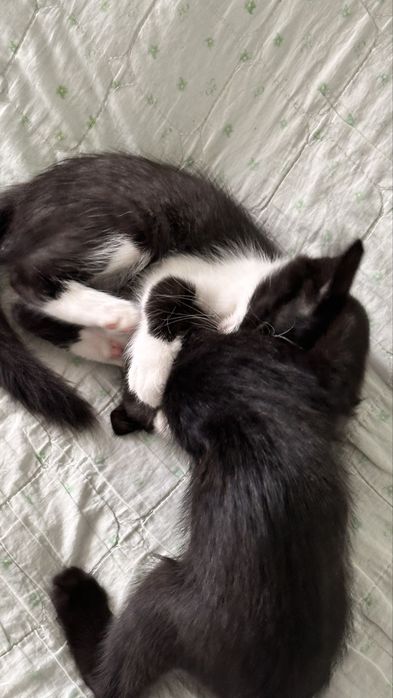 Котята, мальчик и девочка