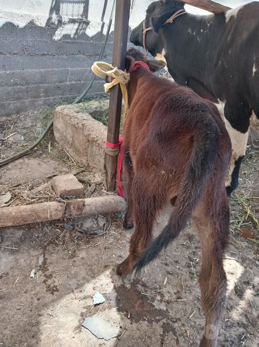Ona bola sigir bolasi buqacha sotiladi