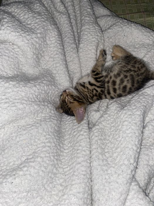 Продаются бенгальские котята
