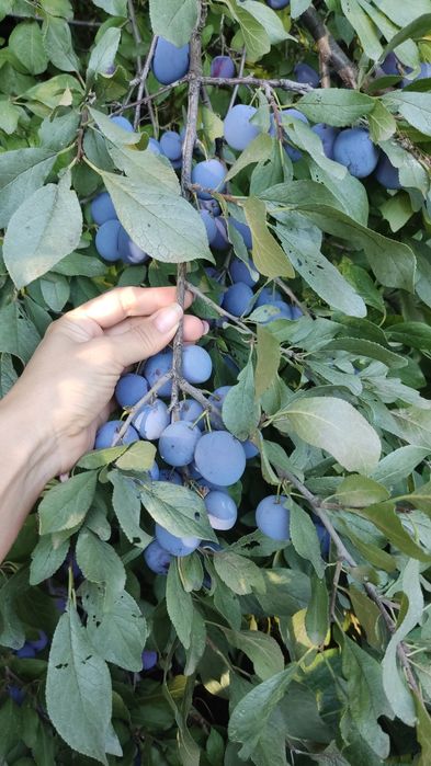 Продам дачу. 8 соток