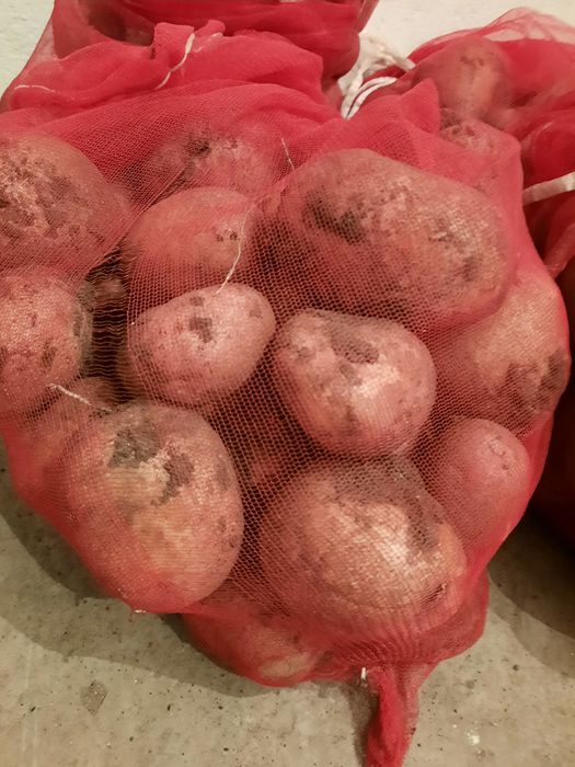 Продам домашний картофель
