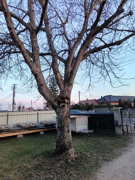 Vând nuc matur pe picior.