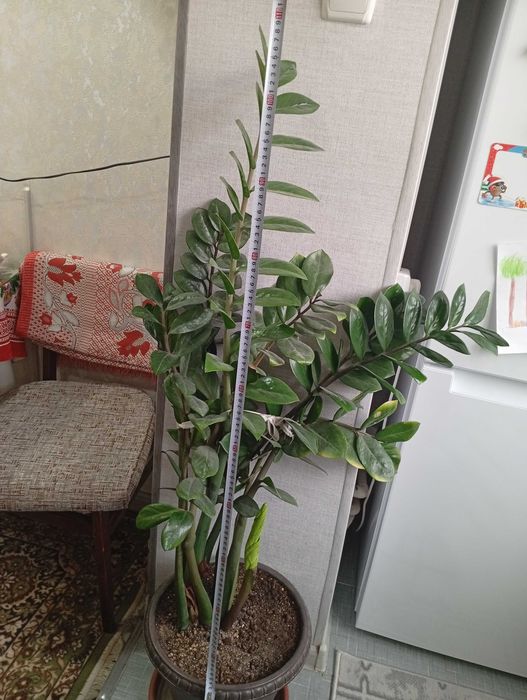 Растение Замиакулькас