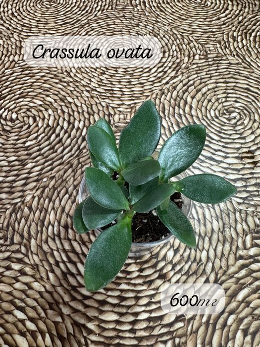 Комнатные растения