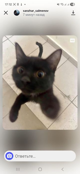 Ищем дом котенку