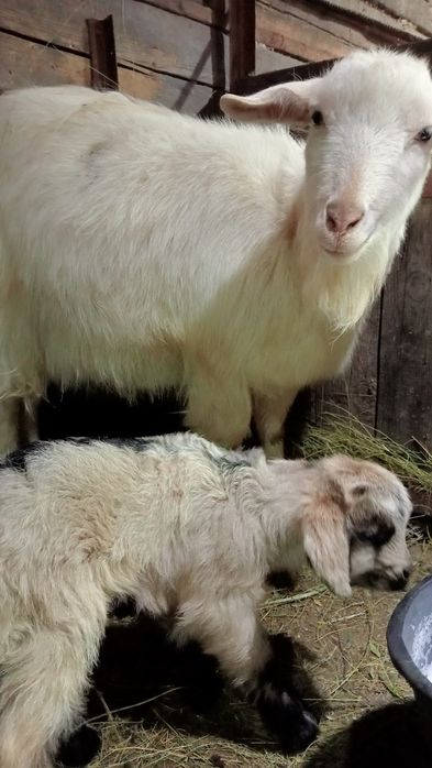 Две козы первородки с козлятами