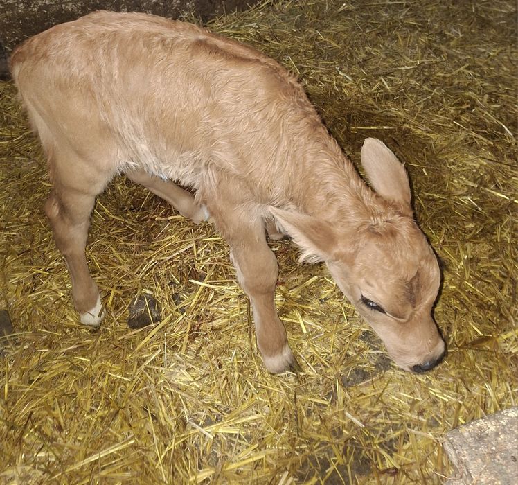 Vând vițica fătată