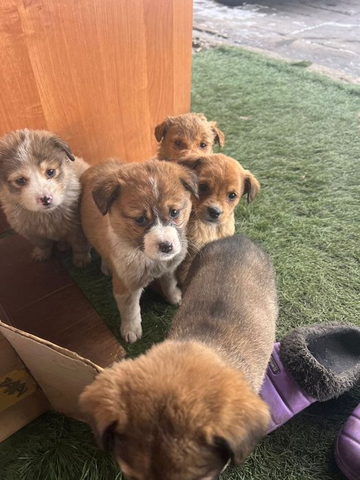 Срочно отдам умных щенков