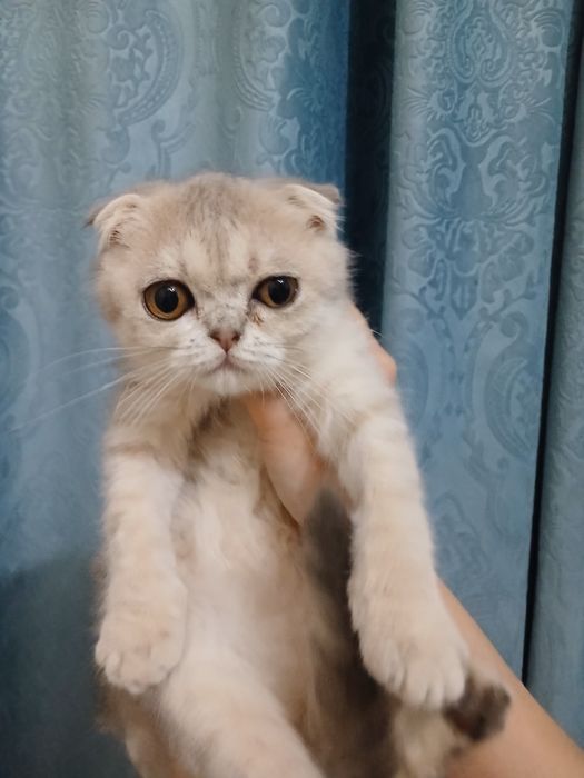 Продам в добрые руки