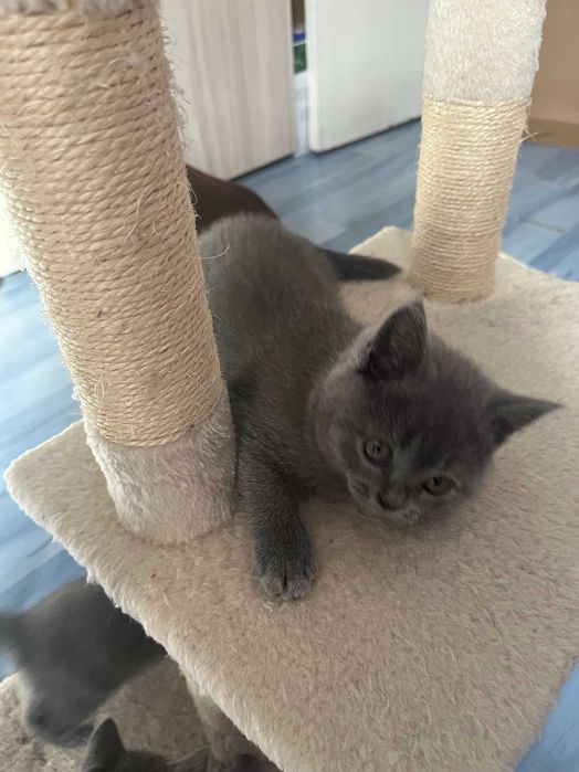 Британски късокосмести котета