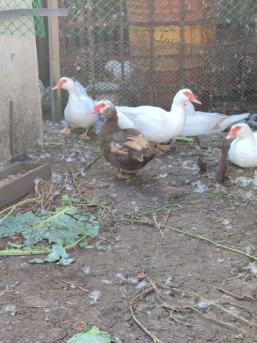 Мускусные утки. Продам