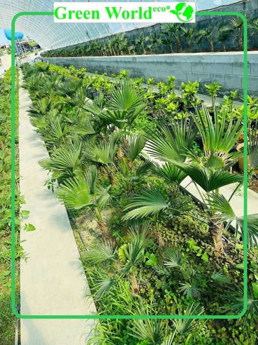 Trachycarpus Wagnerianus