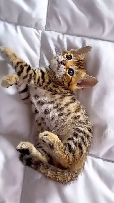 Продам кошек семья