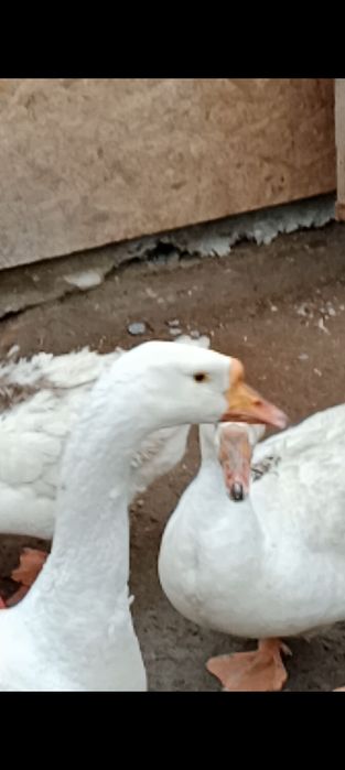 Продаются крупные гуси
