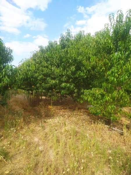 Продава се Парцел в с. Калековец, Област Пловдив - 9000 кв.м за 4 €/кв.м - Снимка #2