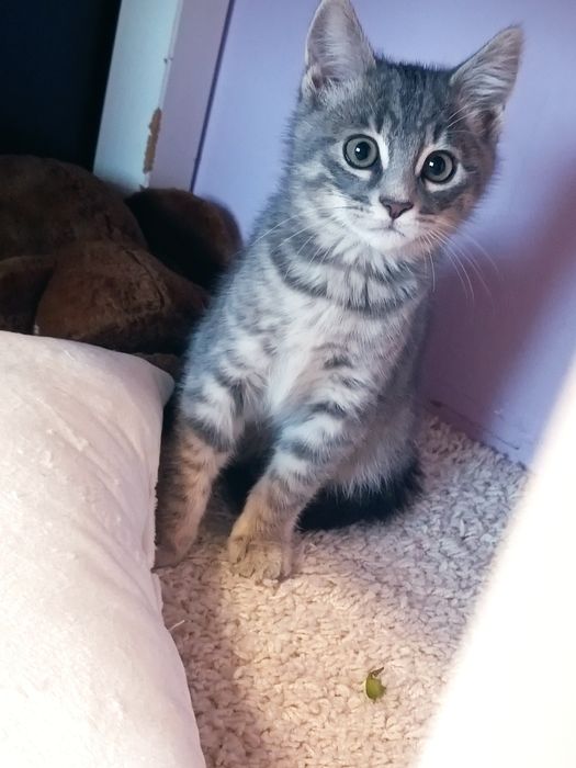 Подарява се коте