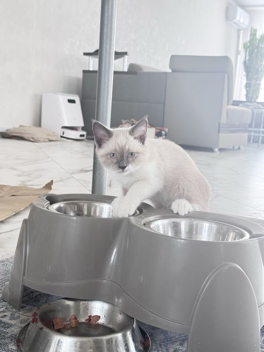 Котята в хорошие руки даром