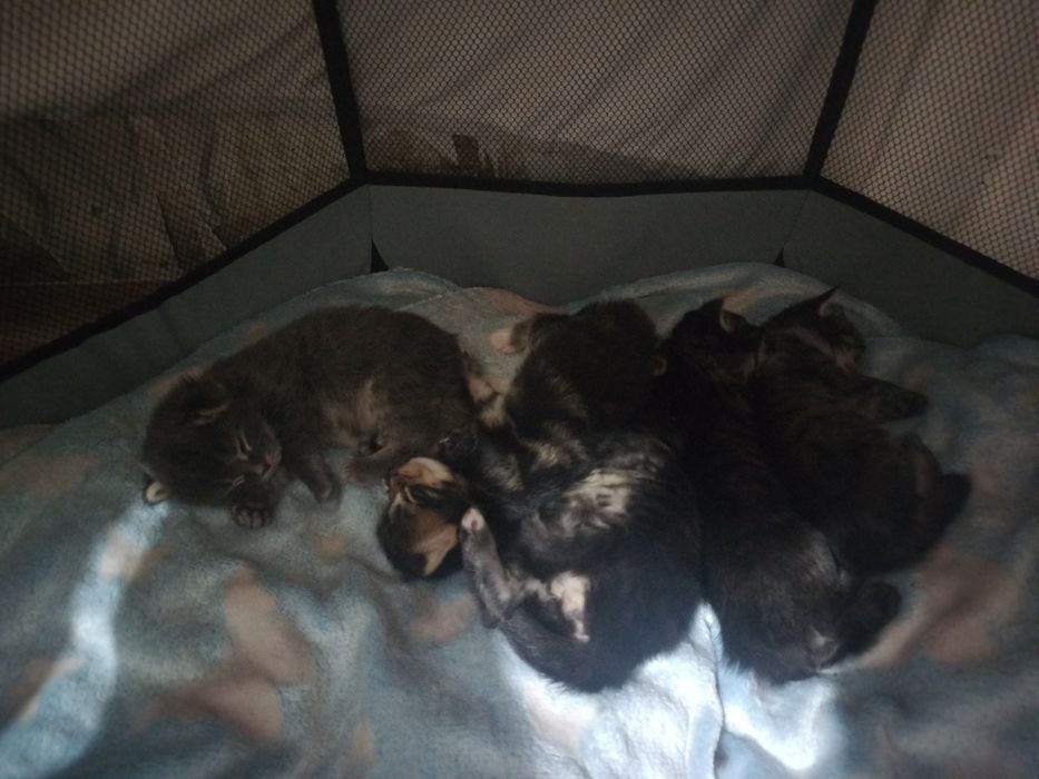 Открыта бронь котята мей кун