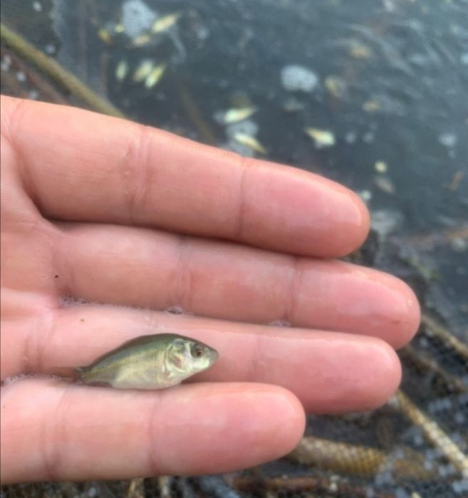 Личинки, Мальки.