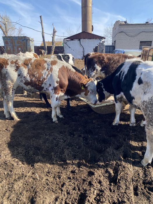 Продам быков на мясо/ на племя