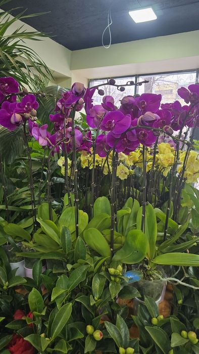 Орхидея, орхидея фаленопсис.