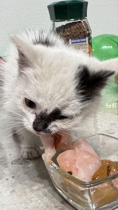 Котенок девочка по кличке Мумуня