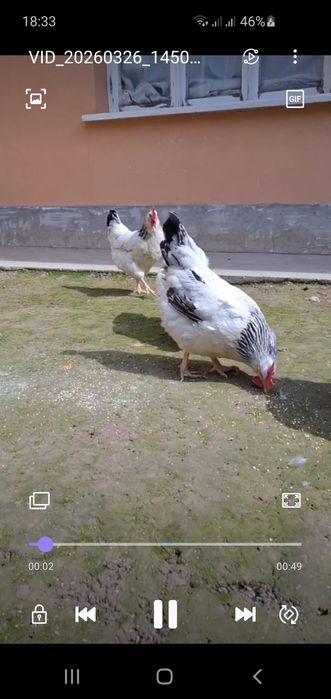 Русский Адлер сотилади