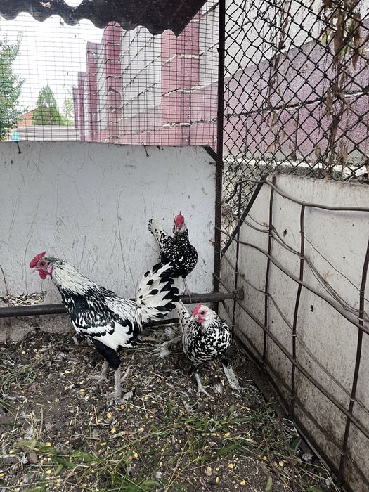 Продам курей сШамалган