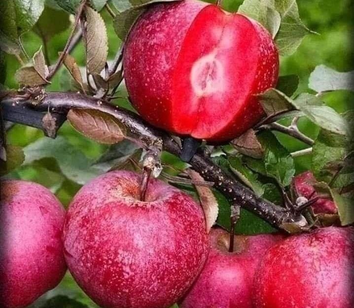 Mar (Redlove Circe )