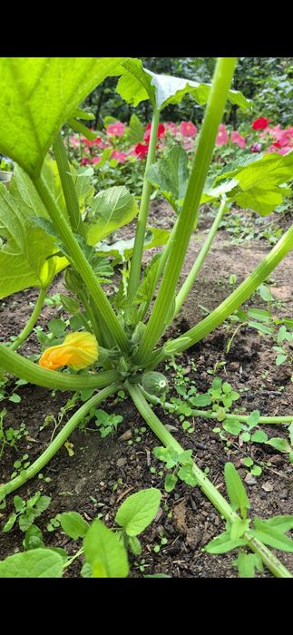 Продаю дачу Федоровское водохранилище