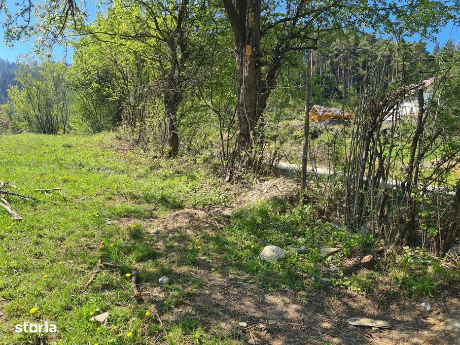 Teren deosebit - 1500 mp, Poiana Angelescu, Str. Livezii
