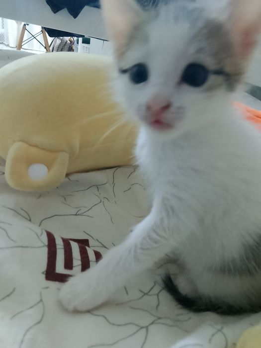 Отдаю котенка в добрые руки