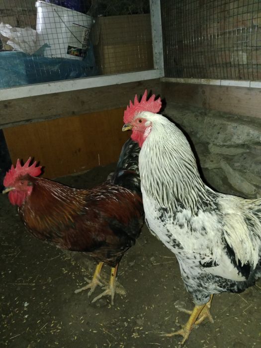 Продам молодой петух