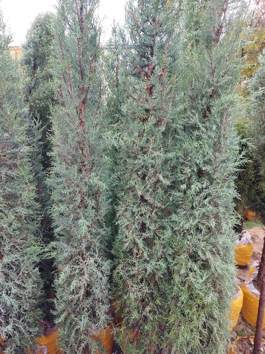 archa kuchatlar bor xarhil turdagi kuchatlar bor