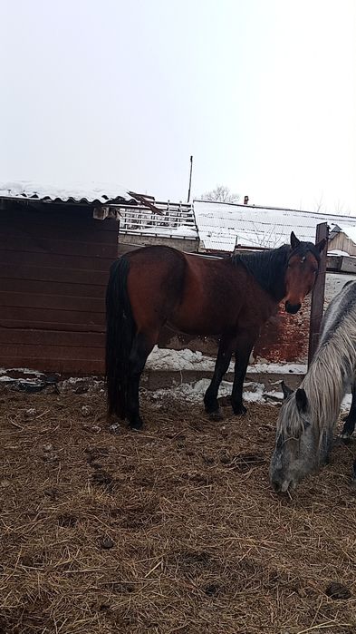 Продается жеребец.