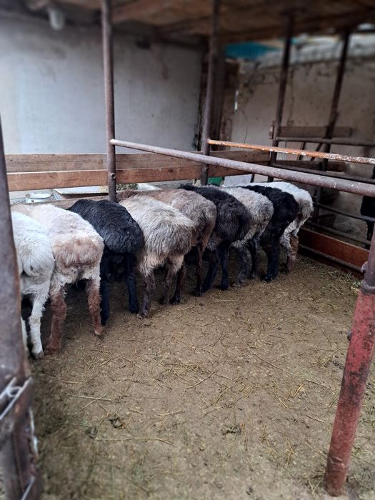 Қой , тоқты сатылады.