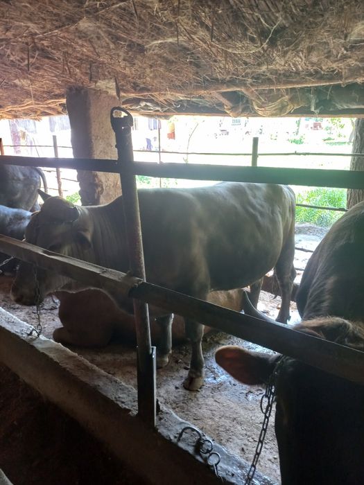 Buqalar sotiladi kelishilgan narxlarda