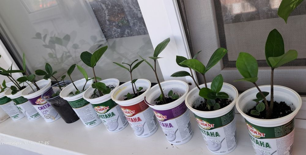 Продам Долларовый/Замиокулькас