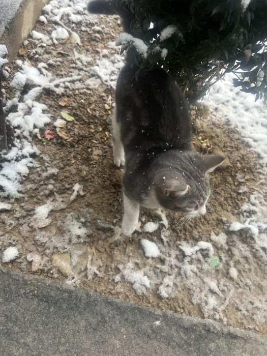 mushuk sotiladi scotish rangi boshqacharoq