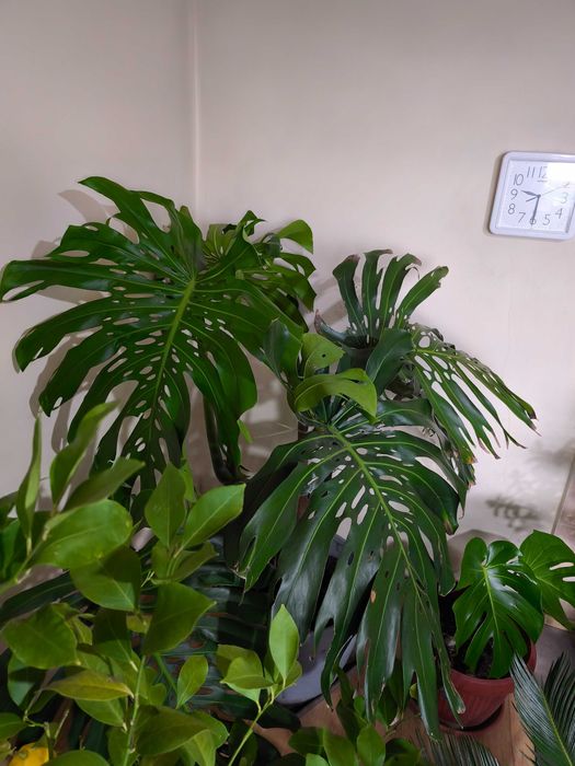 Филодендрон/монстера голямо растение