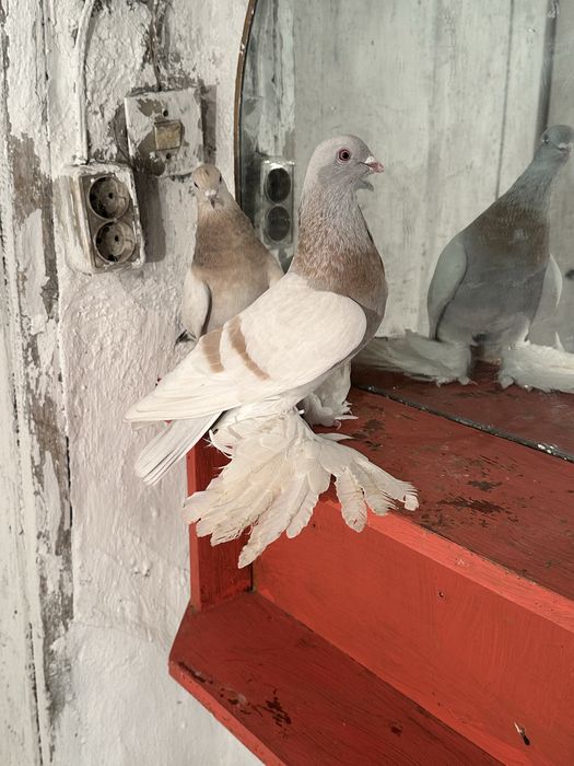 Продам Голуби разных пародь