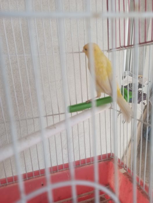 Канарейка плановый