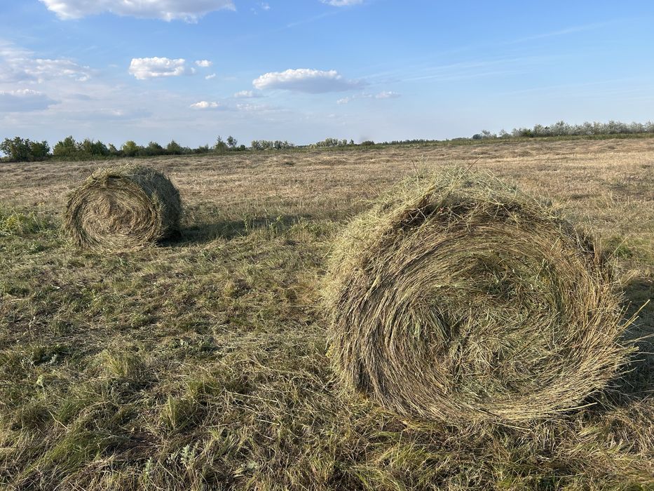 Сено луговое Орман шөбі