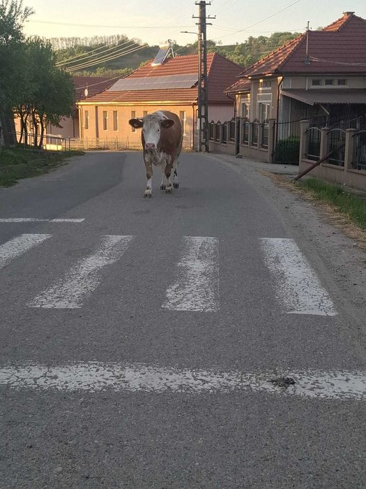 Vand vaca baltata romana