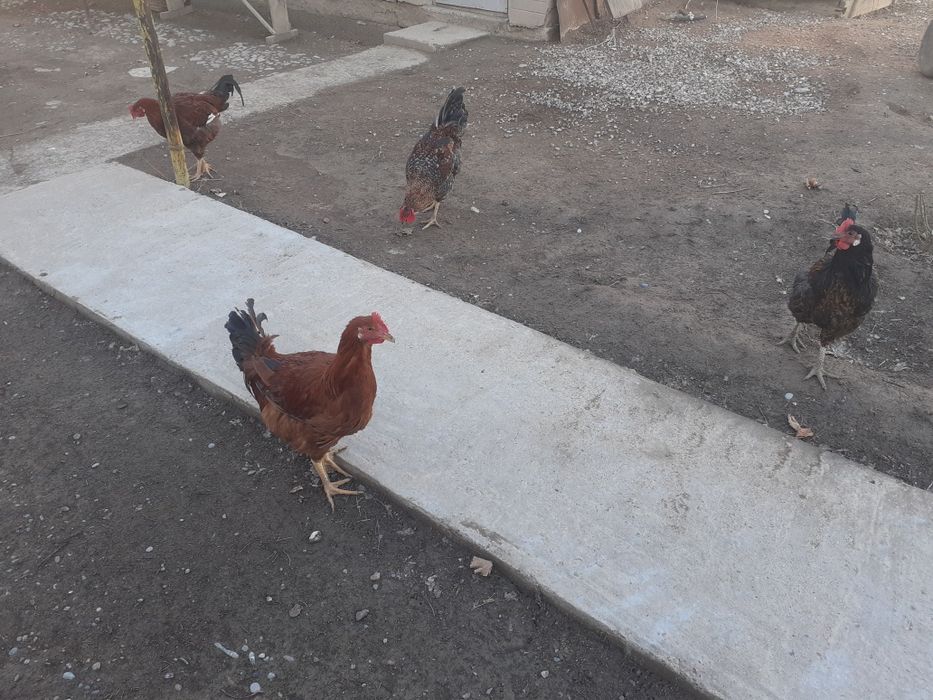 Қораз.Жас қораздар